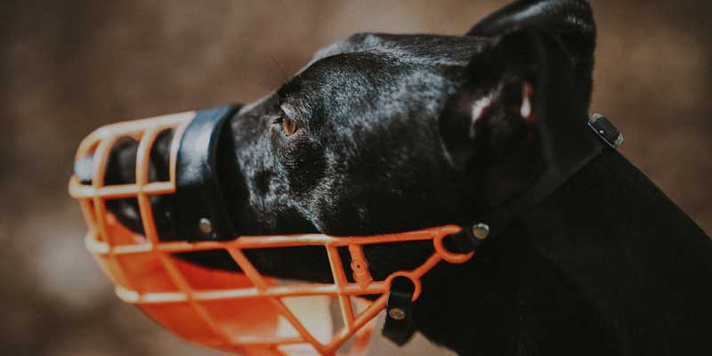 best muzzle for dogs that bite and eat everything