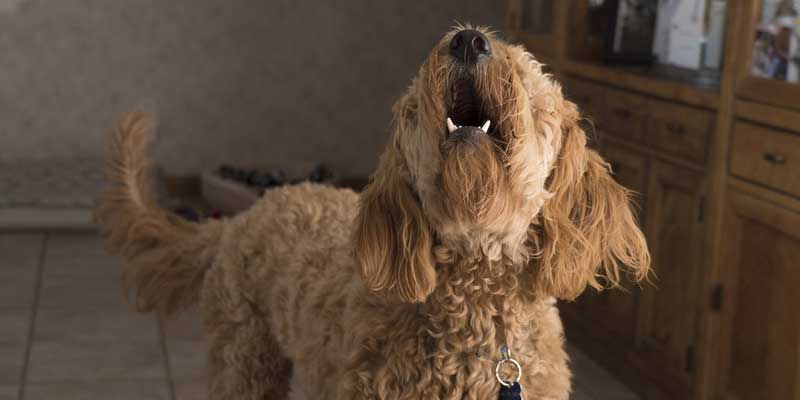 Dog barking