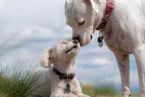 how to make my dog more confident