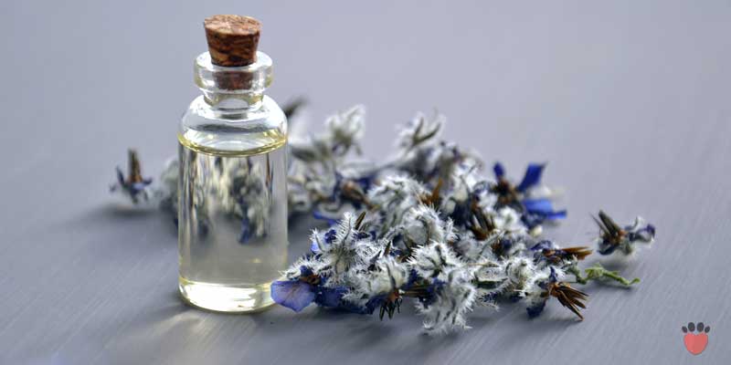 Are essential oils safe for pets
