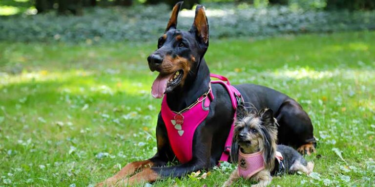 Best No-Pull Dog Harness 2026 — Not Every Type Works