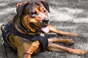 best anti pull harness for dogs