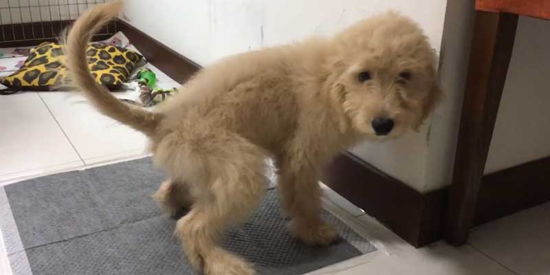 best pee pads for older dogs
