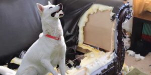 best spray to stop dog chewing