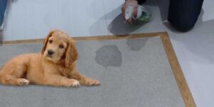 best urine odor remover for dogs