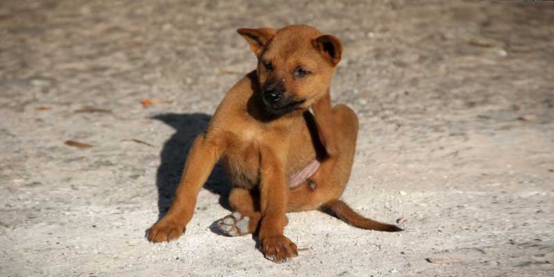 Best Moisturizers for Dogs' Dry Skin