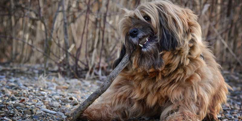 best comb for matted dog hair