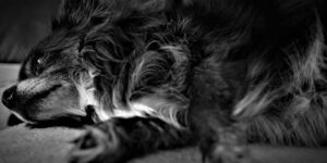 best dematting spray for dogs