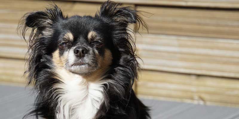 Curly-haired dog prone to matting
