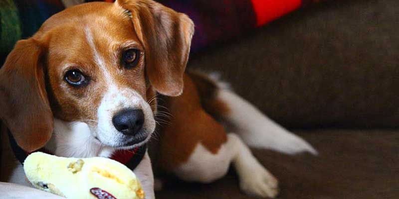 Dog chewing deterrent