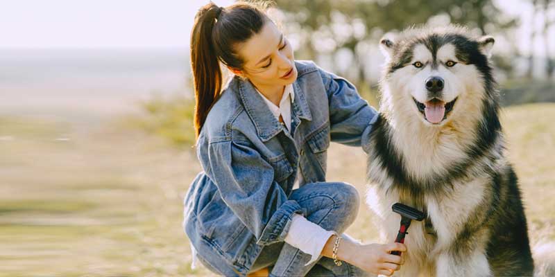 Combing a dog's coat