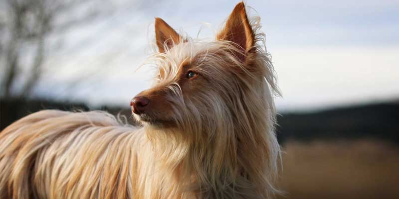 Long-haired dog