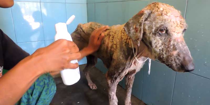 Bathing a dog with medicated mange shampoo