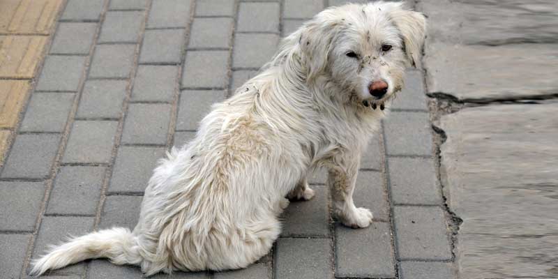 Dog odor problem causes