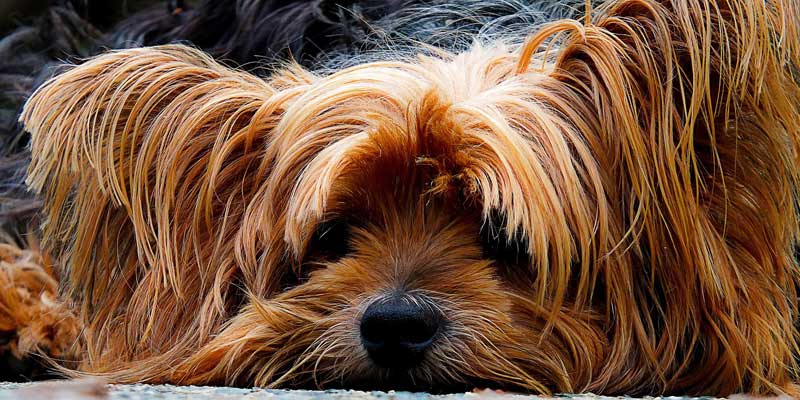 Dog with matted hair