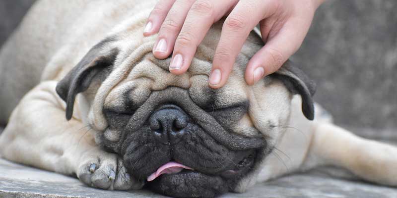 Applying moisturizer lotion to a dog