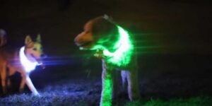 best light for walking dogs at night