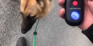 best long range shock collar for dogs