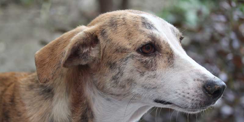 Close-up of a dog's face showing dry skin
