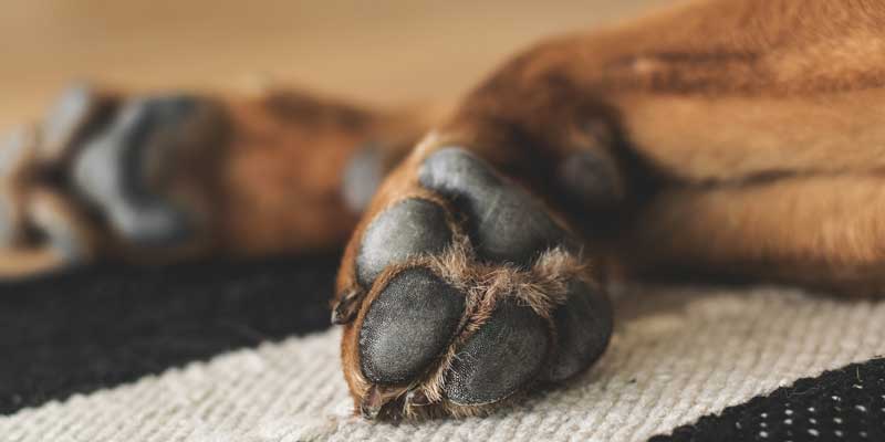 Dog paws being checked for dryness and cracking