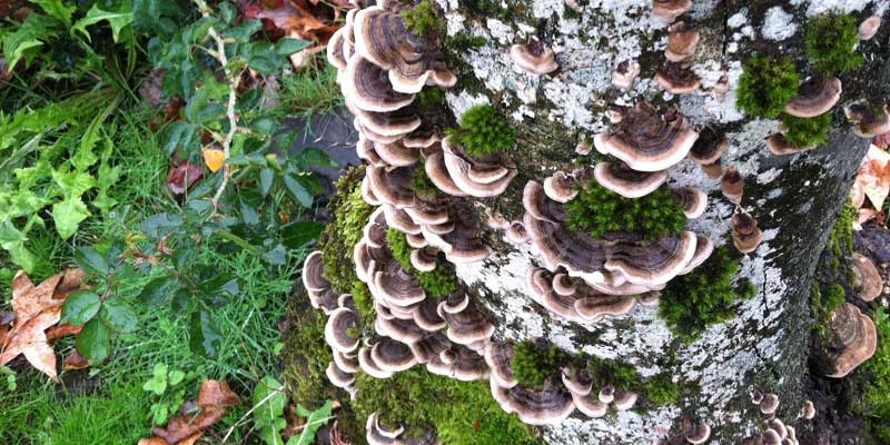 Turkey tail mushroom growing naturally on a tree log
