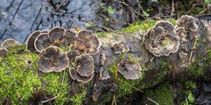 best turkey tail supplement for dogs