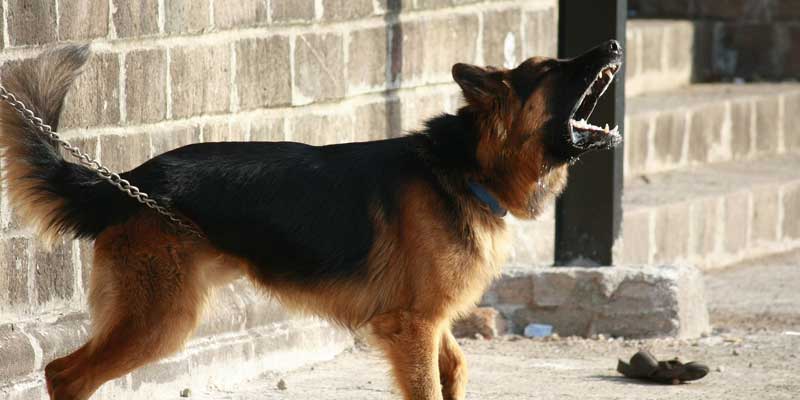 best bark collar for dogs under 5 pounds