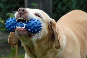 best long lasting chew toys for dogs