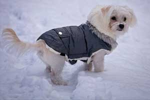best snow jacket for dogs