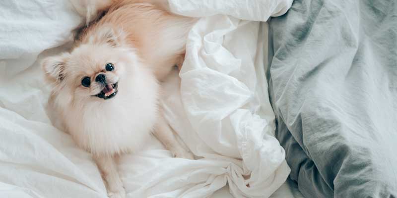 best duvet covers for dog hair