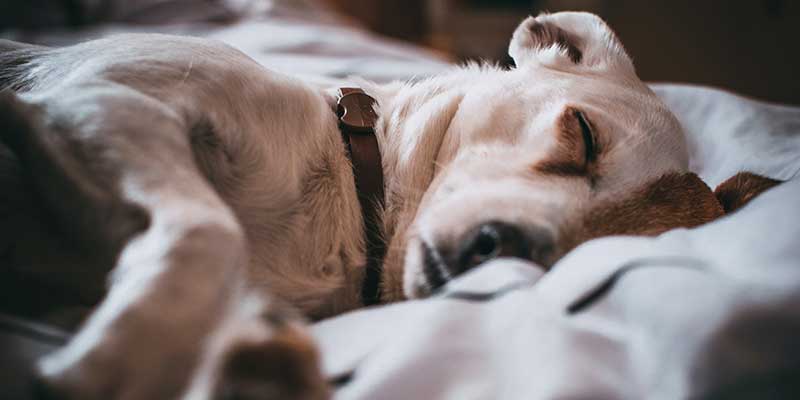 Dog sleeping on bed