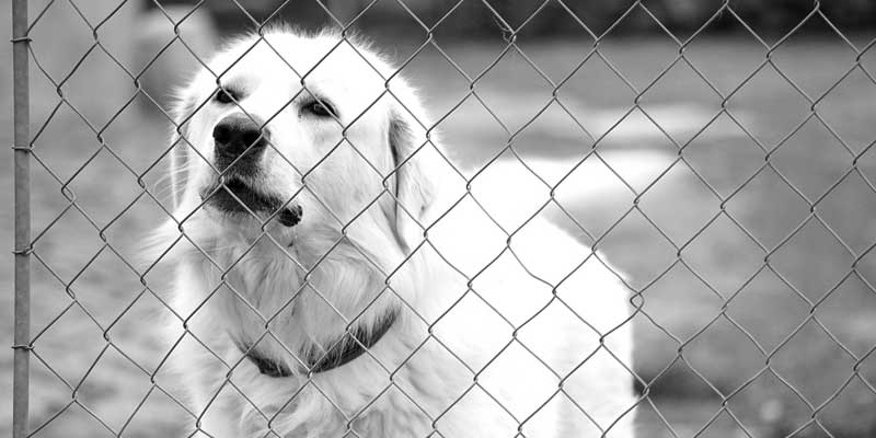A dog gate and fence