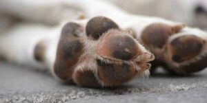 best electric nail file for dogs