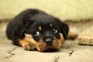 best indoor electric fence for dogs