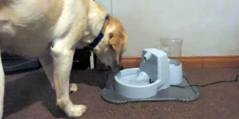 Large dog drinking water from a fountain