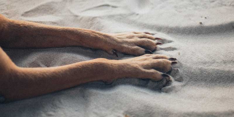 Dog nail close-up