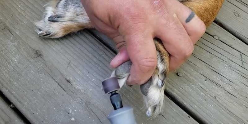 Using an electric nail grinder on a dog