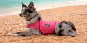 best anxiety wrap for dogs