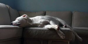 best sectional couch covers for dogs