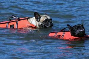 5 Best Swim Vest for Dogs in 2026 – For Your Pooch Safety | TDZ