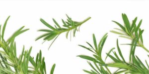 best tea tree oil shampoo for dogs