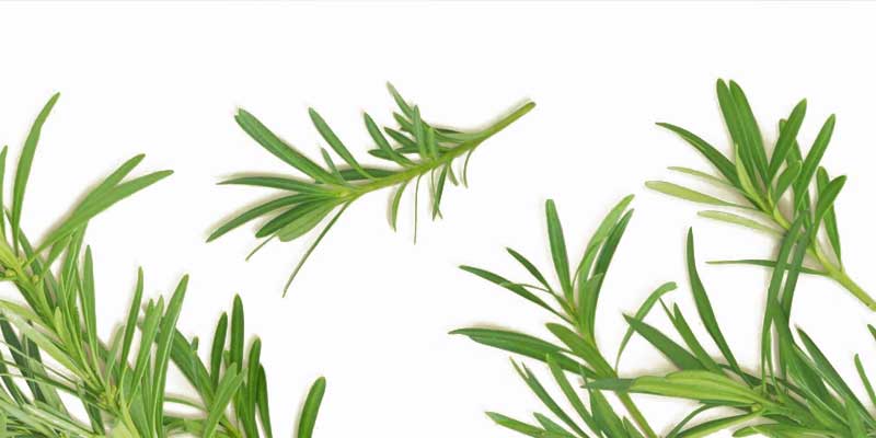best tea tree oil shampoo for dogs