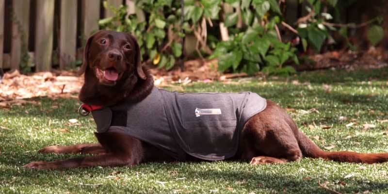 A dog wearing an anxiety wrap jacket