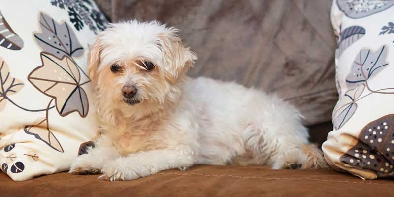 Dog sitting on covered couch