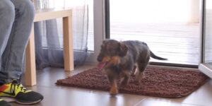 best outdoor doormat for dogs