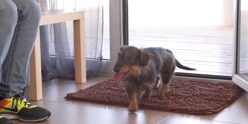 best outdoor doormat for dogs