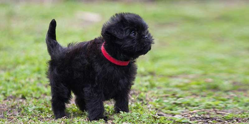Affenpinscher