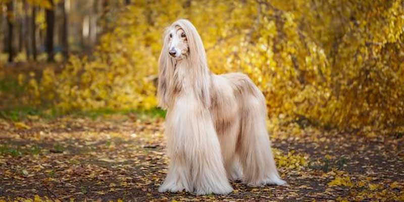 Afghan-Hound-Dog