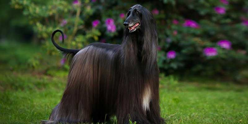 Afghan-Hound