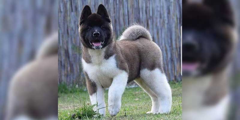 Akita